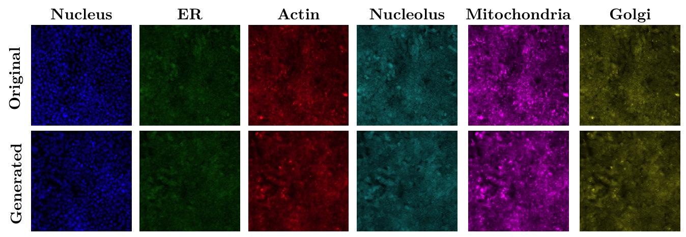 Six pairs of single-channel fluorescence images of a control HEPG2 field, original above and generated below, for the nucleus, ER, actin, nucleolus, mitochondria and Golgi channels.