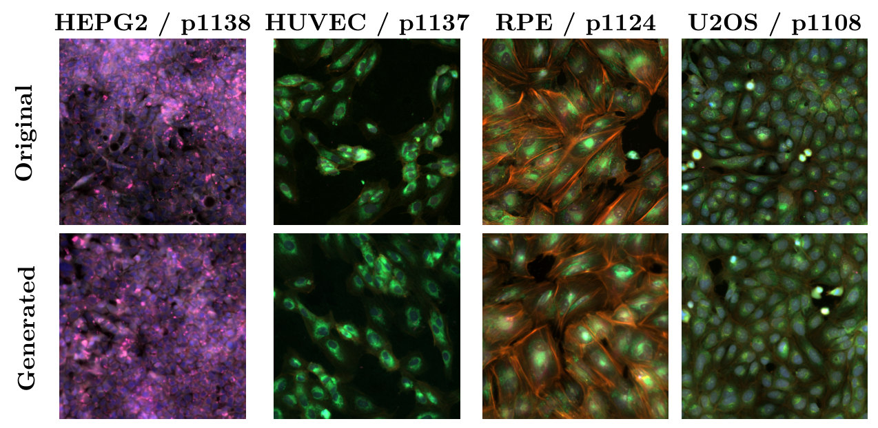 Grid of Cell Painting images: four columns (HEPG2 control p1138, HUVEC p1137, RPE p1124, U2OS p1108), with original images in the top row and MorphGen samples in the bottom row.